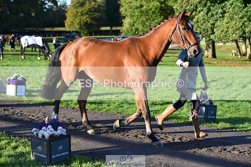 231022-090650-21567 - 641-SILVER.ROCK-Lucy.Boultbee-brooks-TrotUp+SJ