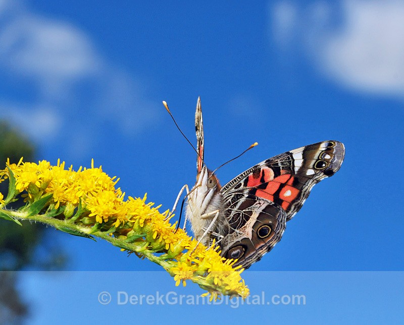 American Lady ( Vanessa virginiensis) - 2