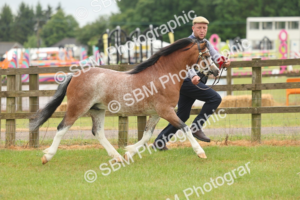 SBM_01429 - Class 50-57 - M&M Welsh Pony In Hand