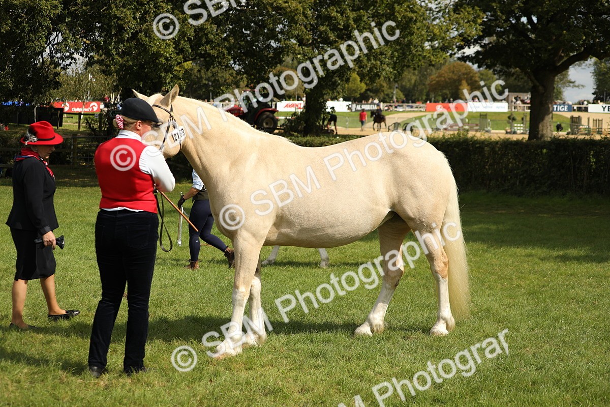 SBM_65458 - S47 - Mountain & Moorland In Hand Large Breeds