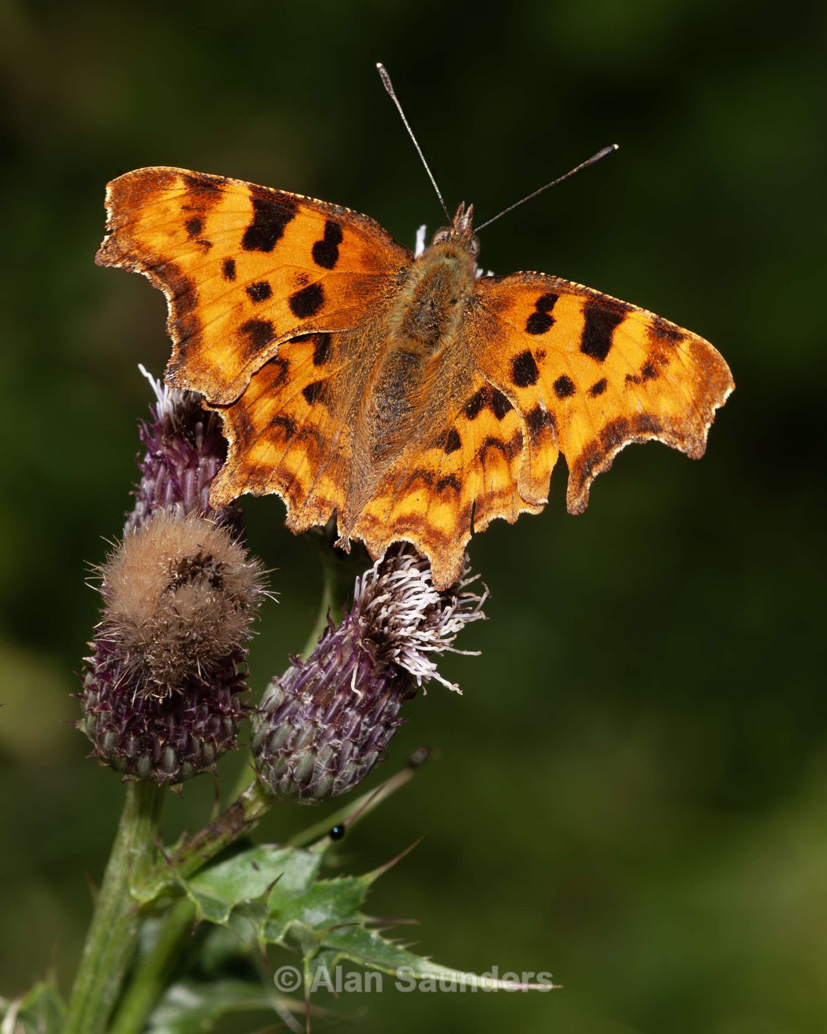 Comma 1