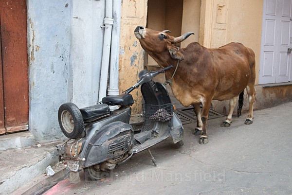  - Rajasthan, India