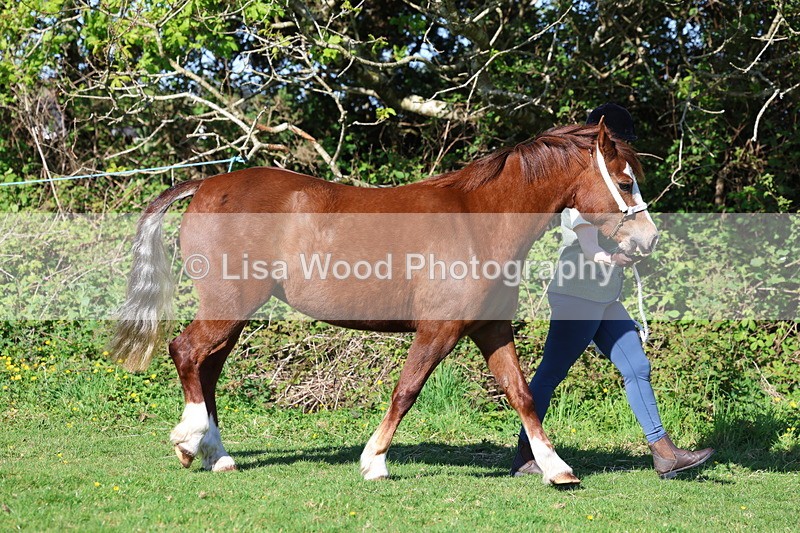 3E7A8517 - Class 13: M & M Large Breeds