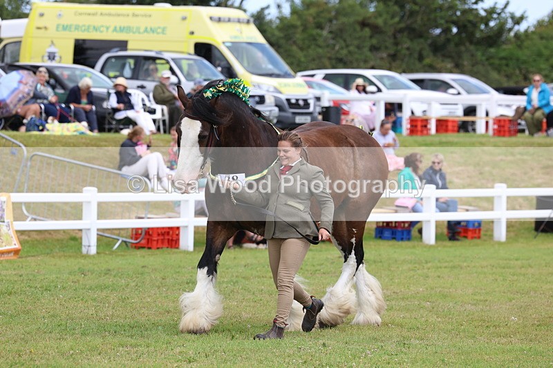 3E7A0761 - Class 7: Heavy Horse In Hand