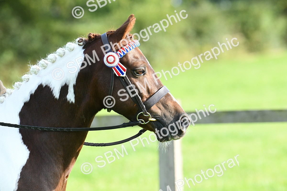 SBM_52355 - S22 - 1st Ridden Show & Show Hunter Pony