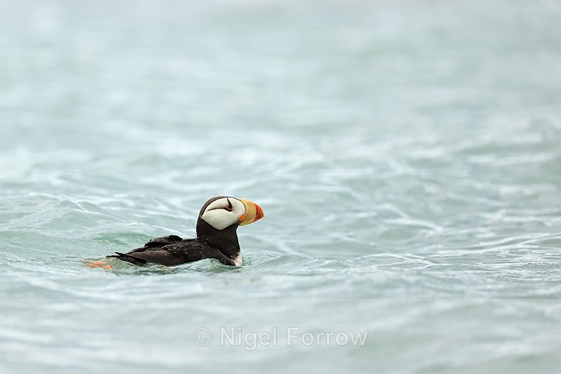 Horned Puffin swimming, Duck Island, Alaska - Horned Puffin