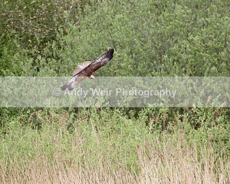 20100501-WE 155 - Raptors