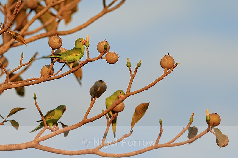 Yellow-chevroned Parakeets, Porto Jofre, Mato Grosso, Brazil - Yellow-chevroned Parakeet