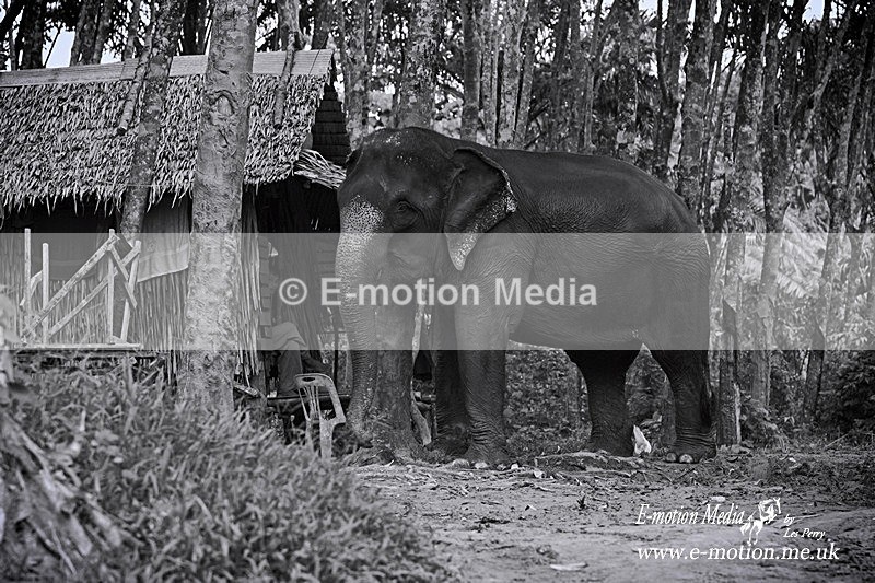 Krabi Oct03 239BW - B & W photography