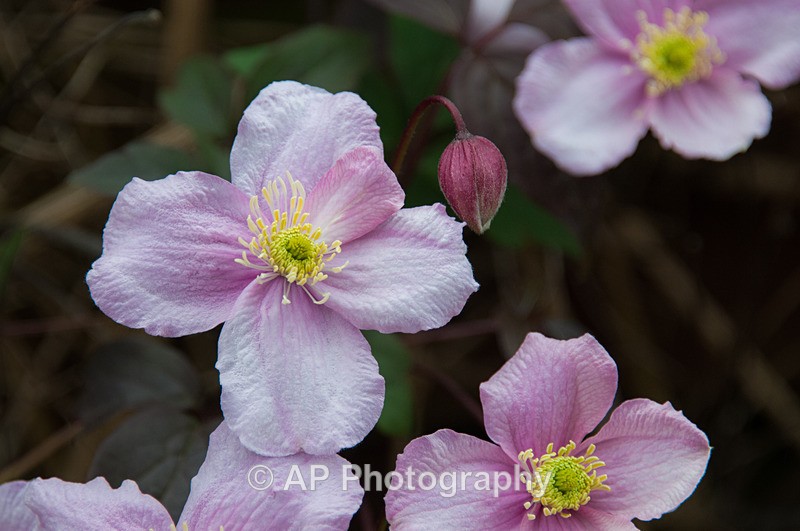 ACP_3406-1 - Plants
