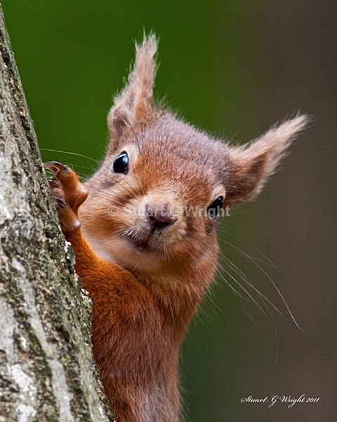 756 - Red Squirrels
