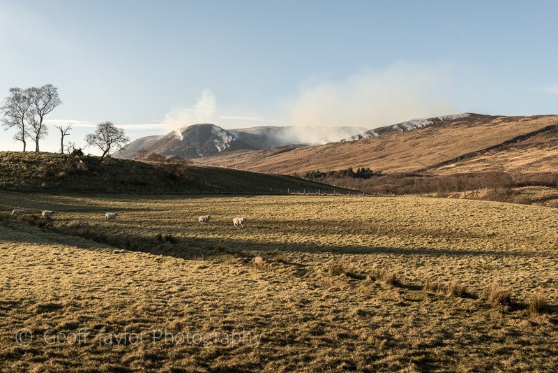 4847 Glen Clova, burning heather - Angus