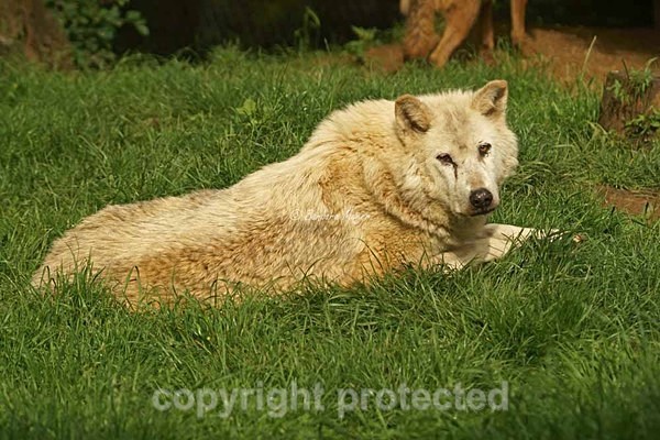 Wolf - Takala resting (Colchester Zoo) - Smaller Cats & Other Wildlife - Wolves