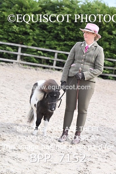 BPP_7152 - RING 1  (RIDDEN HORSES / IN HAND / VETERAN ETC)