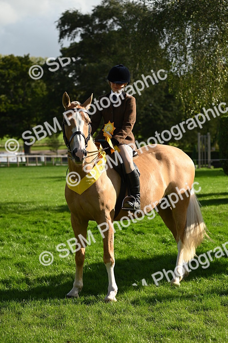 SBM_26466 - S6 - Novice & newcomer Ridden horse