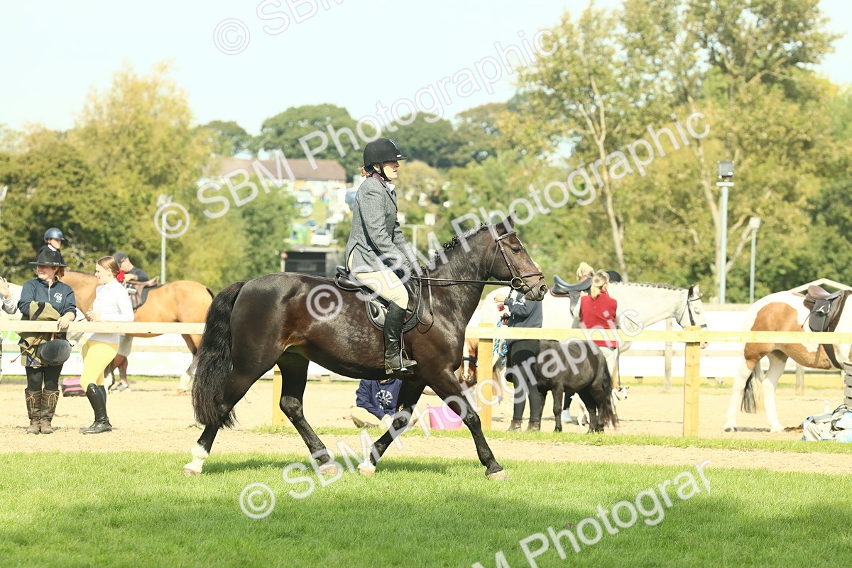 SBM_66647 - S34 - Rehabilitated Rescue Horse & Pony In Hand & Ridden