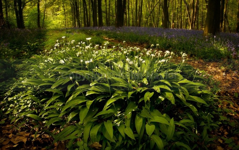 Wild Garlic and Bluebells - Latest Work