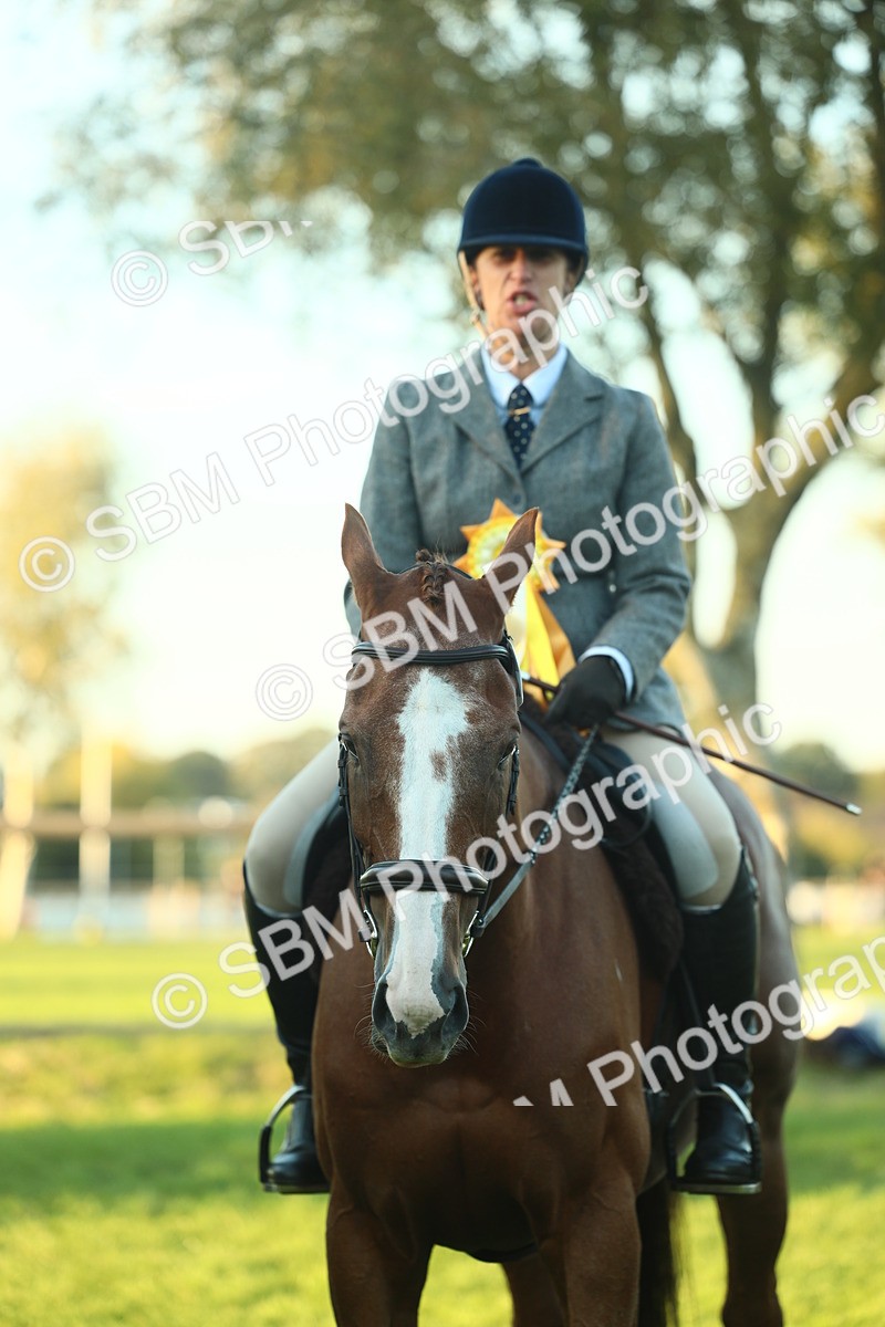 SBM_56558 - S14 - Riding Club Horse