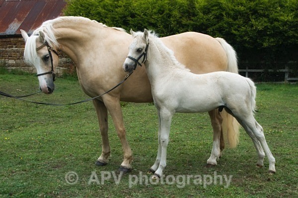  - Horses'n'Ponies