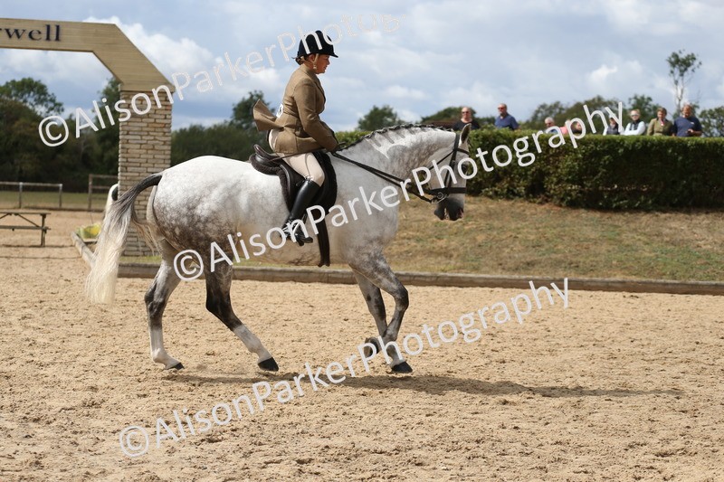 20260831-2725 - Class 16 and 17- Ridden Cob and Hunters