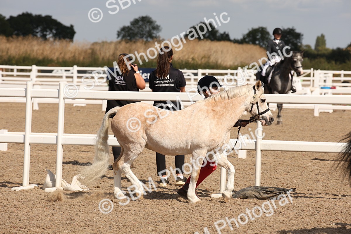 SBM_03090 - Class 17 Prettiest Mare IH or Ridden