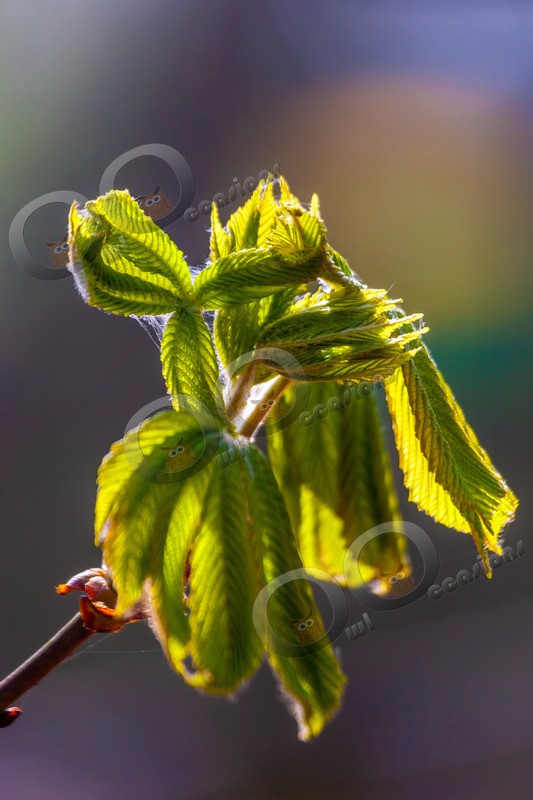 horse chestnut Aesculus hippocastanum-2591 - Plants and trees