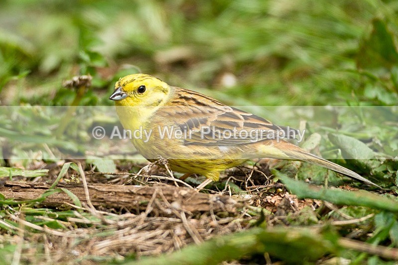 20120508-_MG_9918 - Buntings