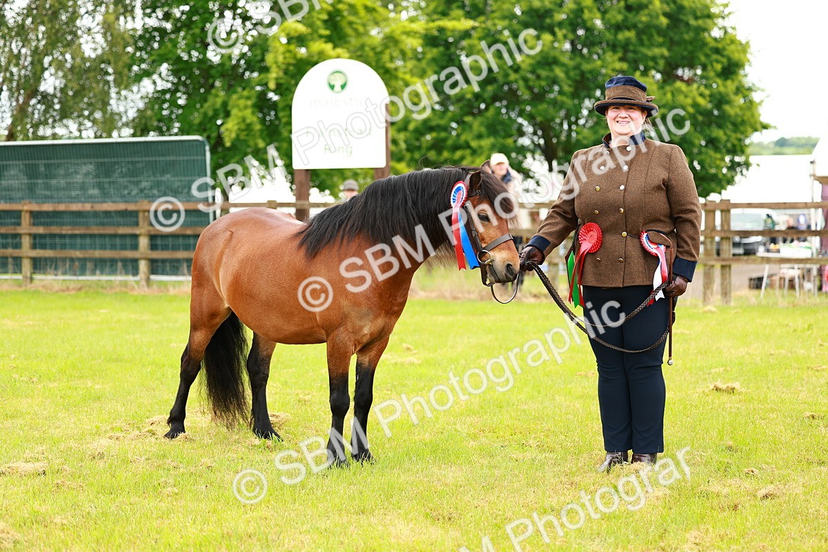 SBM_00316 - Class 58-67 - M&M Non Welsh Pony In hand