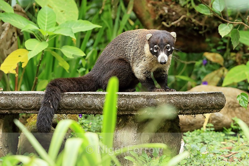 White-nosed Coati, Del Toro waterfall gardens, Costa Rica - Coati