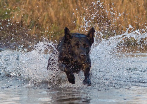 22 - Heney Gundogs