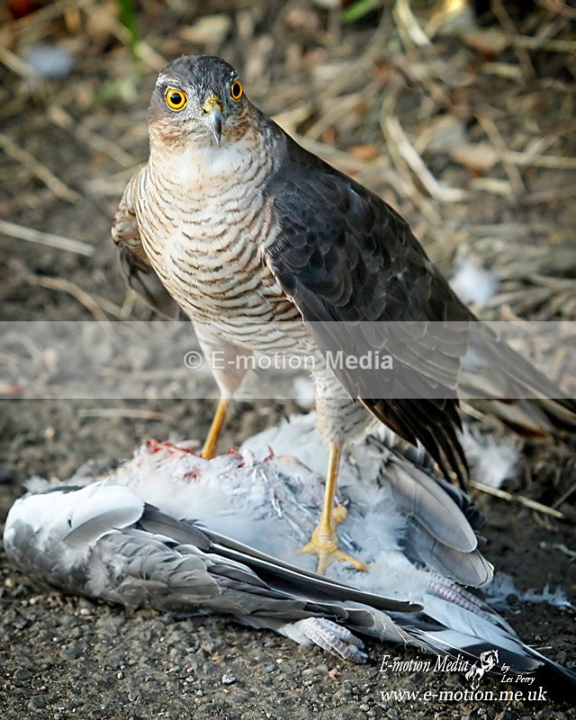 Sparrow Hawk 300911 17 - Nature