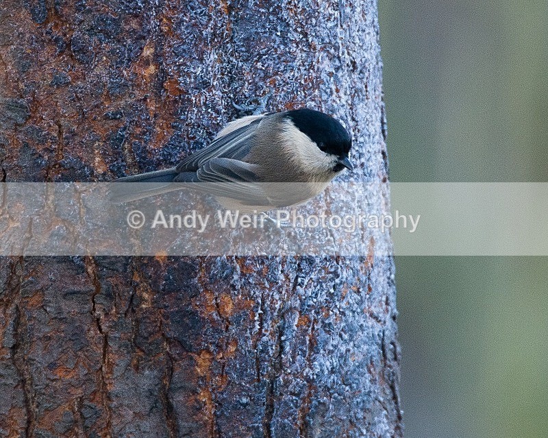 20081207-059 - Willow Tit