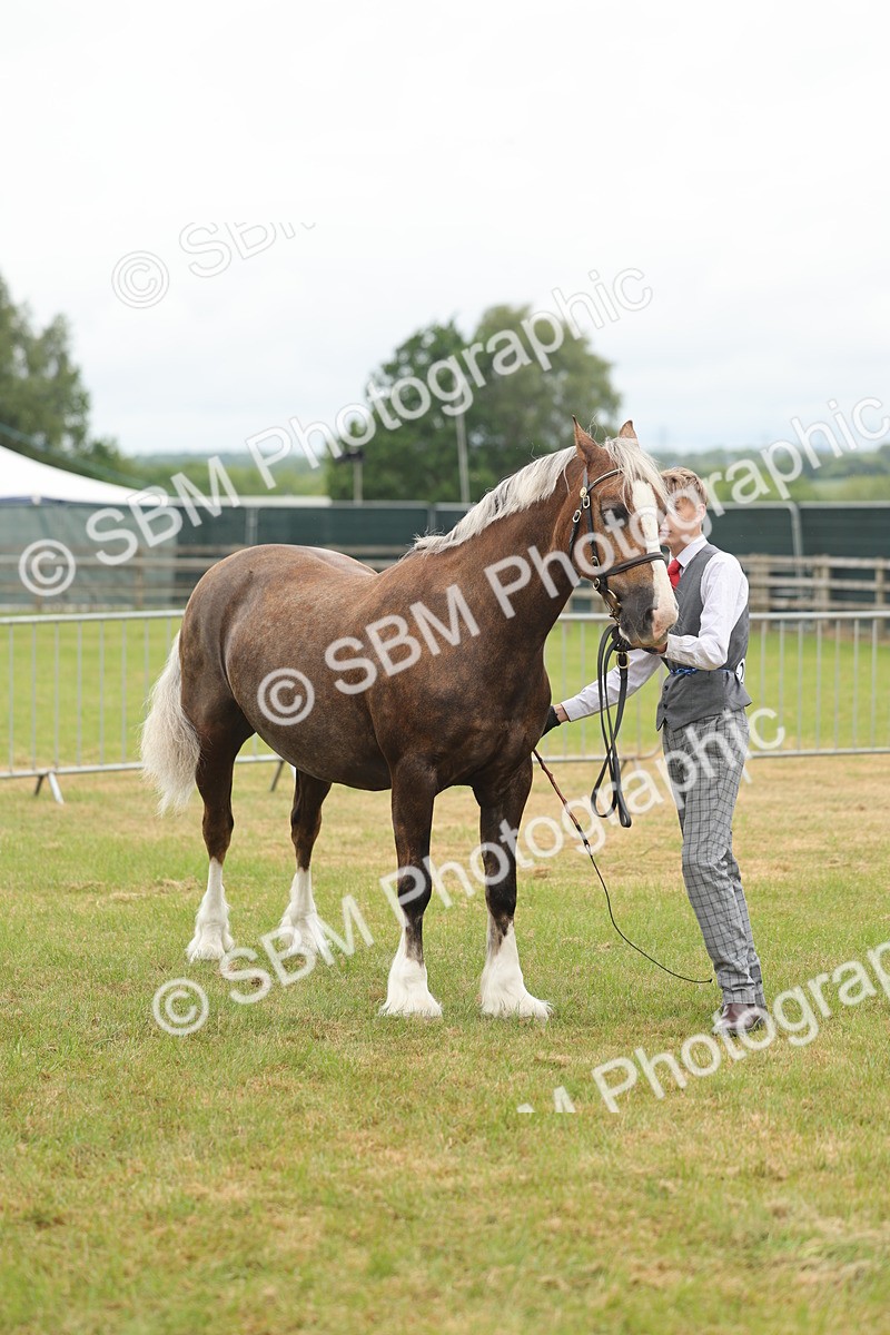 SBM_04912 - Class 50-57 - M&M Welsh Pony In Hand