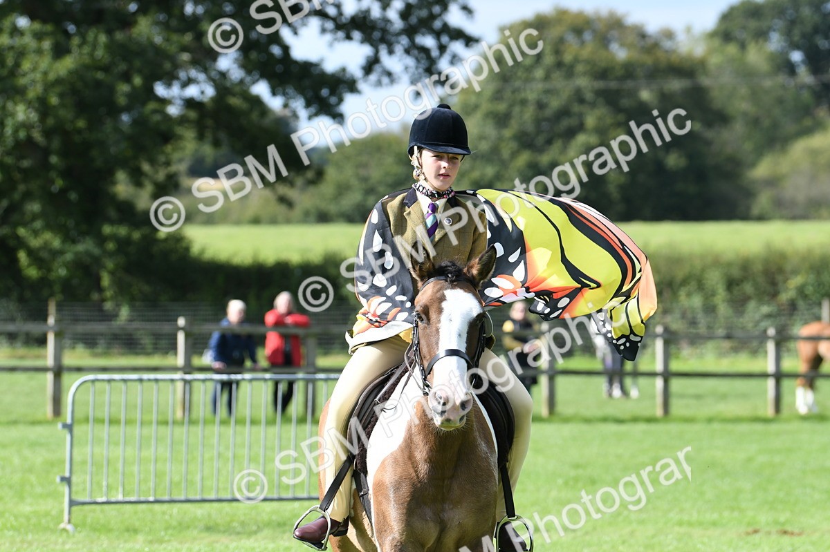 SBM_47106 - S12 - Family Horse & Pony