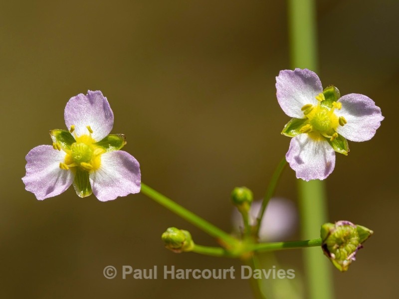 Narrow-leaf water-plantain (Alisma lanceolatum) - Wild Flowers 2020