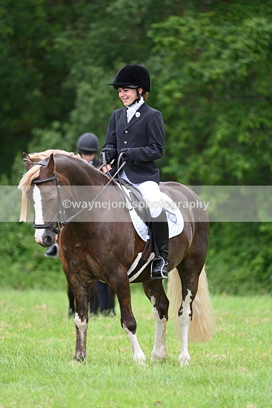 WJ7_4274 - Class 14A Handsome Gelding