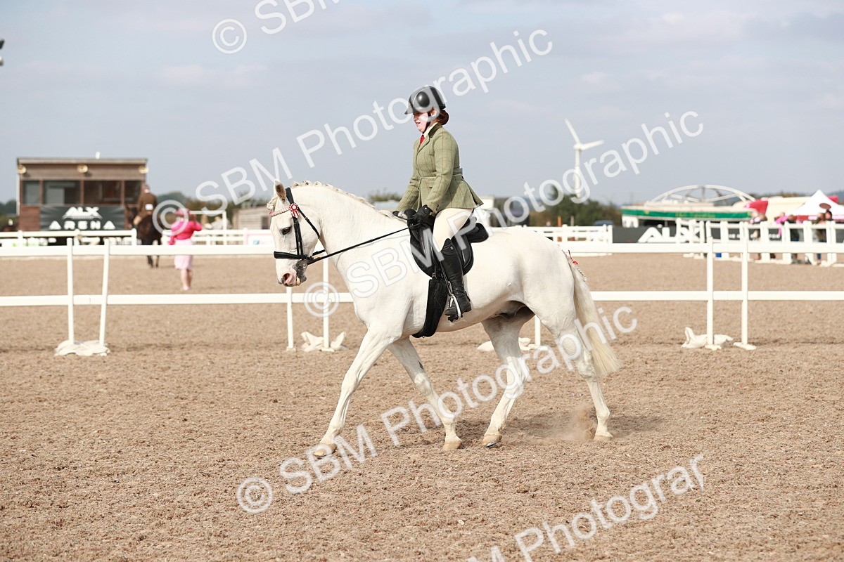 SBM_17512 - Class 215 Ridden Hack/ Riding Horse