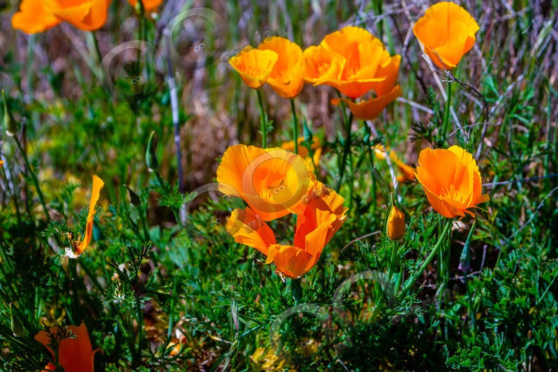 Californian poppy Eschscholzia californica-5515 - Plants and trees