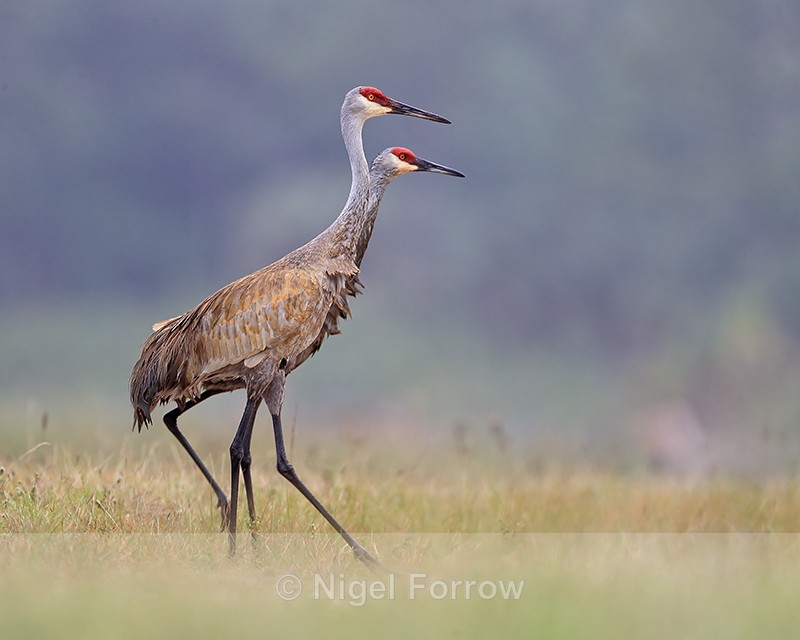 Pair of Sandhill Cranes walking, Harns Marsh, Florida - Sandhill Crane