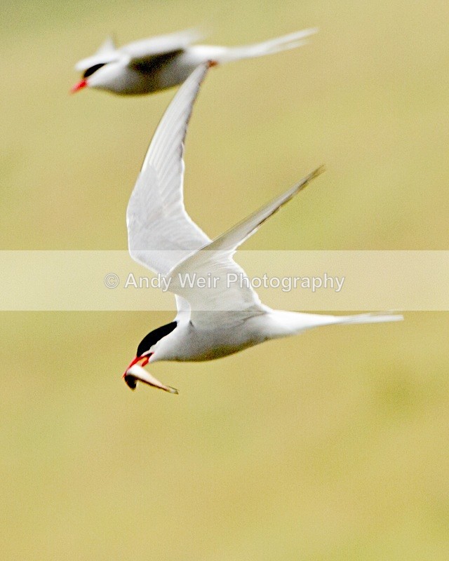 20100718_1599 - Terns