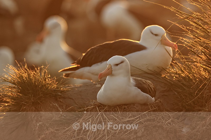 Black-browed Albatrosses on nests at sunset, Steeple Jason, Falklands - Black-browed Albatross