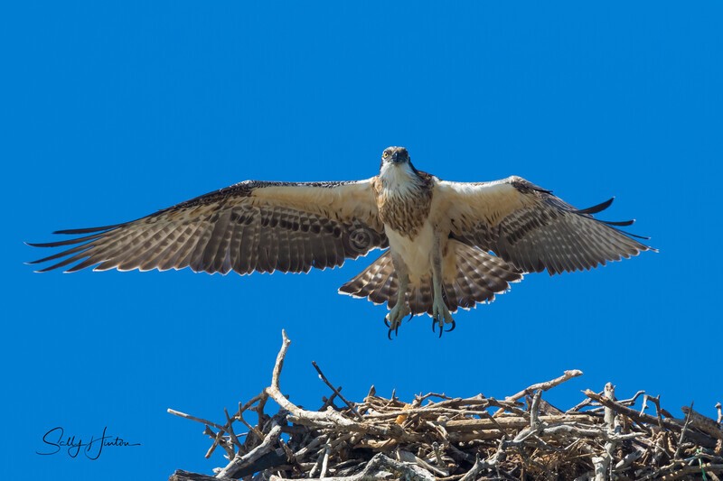 0A3A5015 Lift Off - Osprey