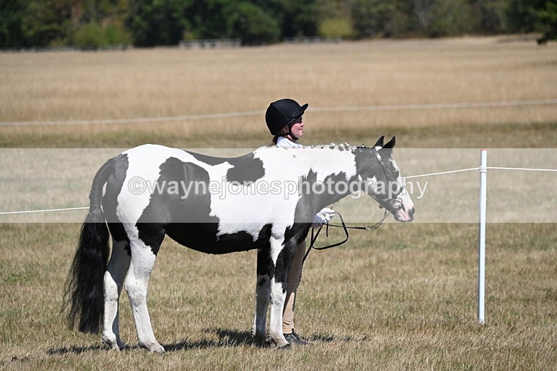 WJ6_8553 - Class 37b Best Loan Pony In-hand