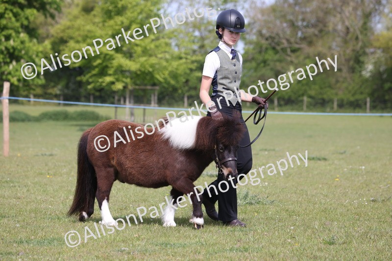 20260426-3141 - Class 26 - Shetland Ponies and Minitures