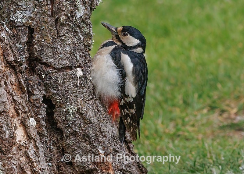 Great Spotted Woodpecker - Latest Images