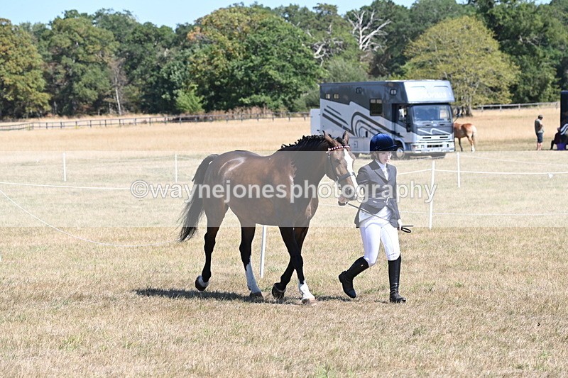 WJ6_8620 - Class 37b Best Loan Pony In-hand