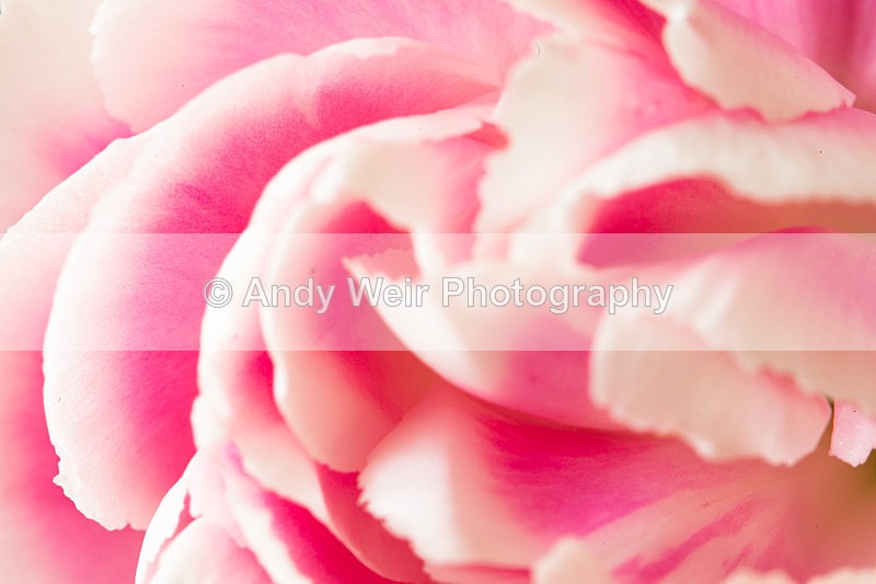 20130217-_MG_2609 - Plants & Flowers
