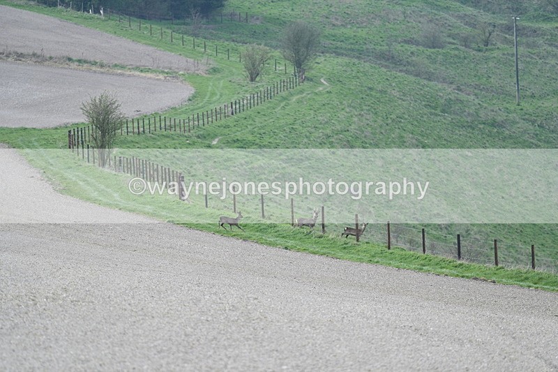 WJ7_7976 - Line 2 A camera