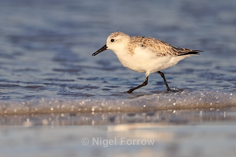 Sanderling running in the sea, Fort De Soto, Florida - Sanderling