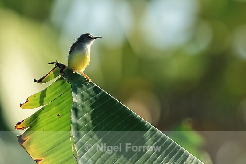 Yellow-bellied Prinia, Mekong Delta, Vietnam - Yellow-bellied Prinia